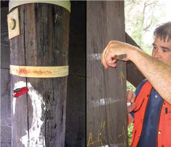 USDA photograph of a worker examining a side check in a timber column